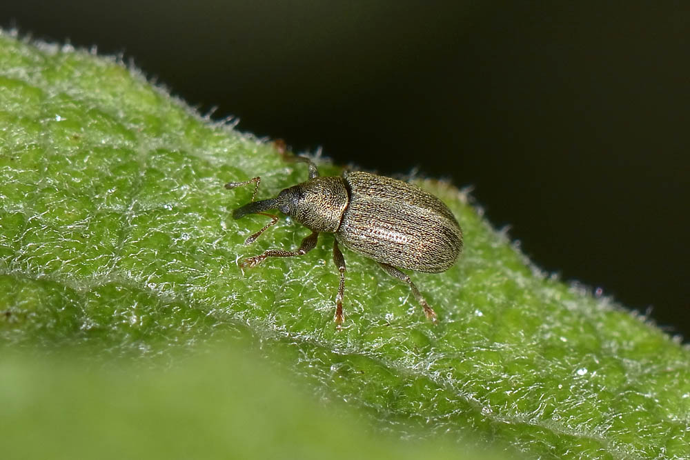 Tychius anche lui? - Acalyptus carpini